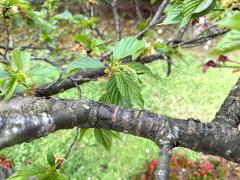 (Taiwan Cherry) branch