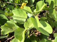 (Seaside Morning Glory) leaves