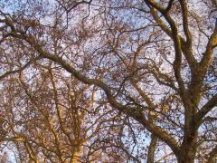 (London Plane)