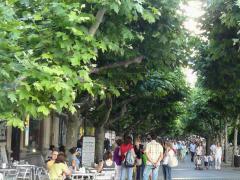 (Oriental Plane)