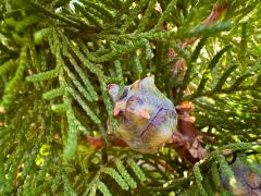 (Mediterranean Cypress) female cone