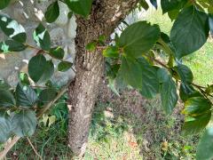 (Japanese Persimmon) bark