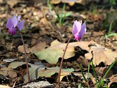 (Ivy-leaved Cyclamen) flowers