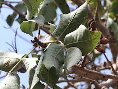 (Pistachio) fruit