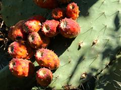 (Prickly Pear Cactus) fruit tuna