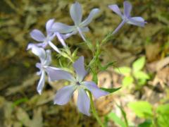 (Woodland Phlox)