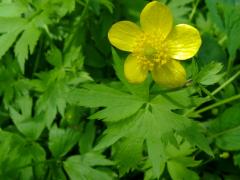 (Hispid Buttercup)