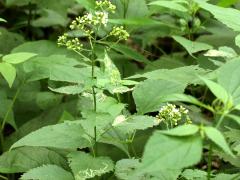 (White Snakeroot)