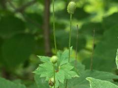 (Thimbleweed) fruit