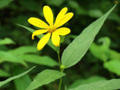 (Woodland Sunflower)