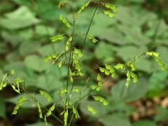 (Pointed-leaved Tick-trefoil) fruit