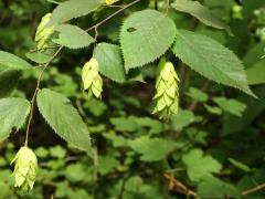 (Ironwood) fruit