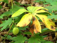 (May Apple) fruit