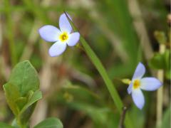 (Azure Bluet)