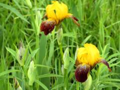 (Hybrid Iris)