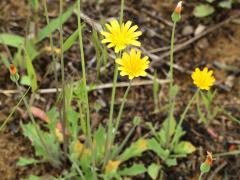 (Dwarf Dandelion)