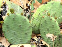 (Plains Prickly Pear)