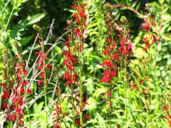 (Cardinal Flower) colony