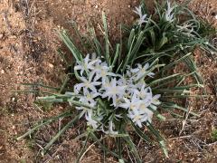 (Common Starlily)