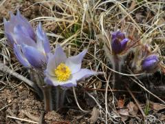 (Prairie Pasqueflower) bloom