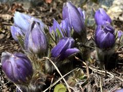 (Prairie Pasqueflower) colony