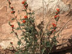 (Globemallow)