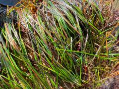 (Torrey's Surfgrass) leaves