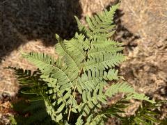 (Common Bracken) leaves