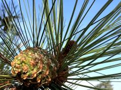 (Torrey Pine) female cones