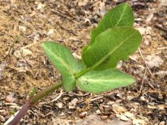 (Sand Milkweed)