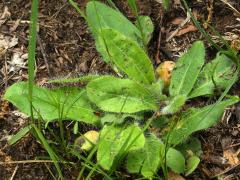 (Long Haired Hawkweed)