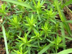 (Flax-Leaved Aster)