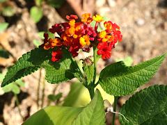 (Common Lantana) flowers