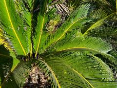 (Sago Cycad) leaves