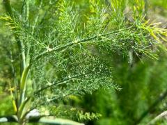 (Fennel) plant