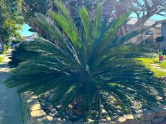 (Sago Cycad) tree