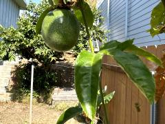 (Common Passionfruit) fruit