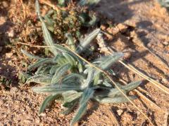 (Desert Plantain)