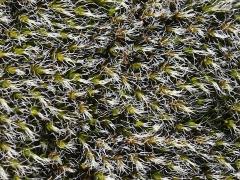 (Grimmia Dry Rock Moss) on rocks