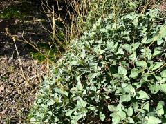 (Brittlebush) bush