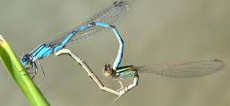 (Familiar Bluet) mating wheel