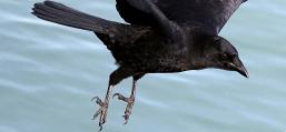 (American Crow) liftoff