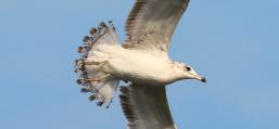 (Ring-billed Gull) juvenile cruising