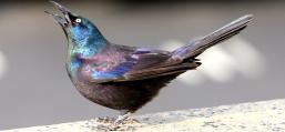 (Common Grackle) female displaying