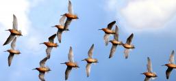 (Short-billed Dowitcher) flying ventral