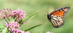 (Monarch) male flying