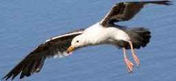 (Western Gull) juvenile gliding