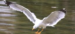 (Yellow-legged Gull) landing