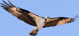 (Osprey) soaring