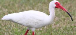 (White Ibis) walking